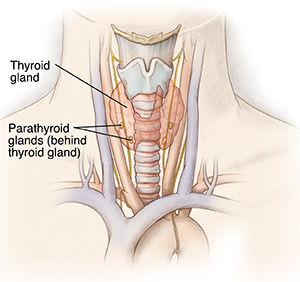 Outline of front of neck showing thyroid, parathyroids, and surrounding blood vessels and nerves.