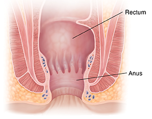 Cross section of anus.